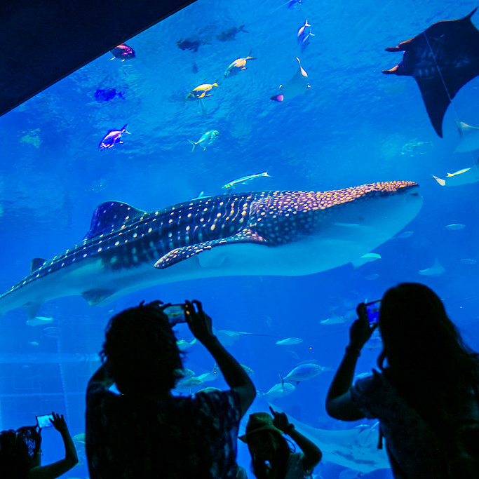 美ら海水族館 1080 x 1080